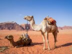 Singlereis Jordanie Kamelen in de Woestijn
