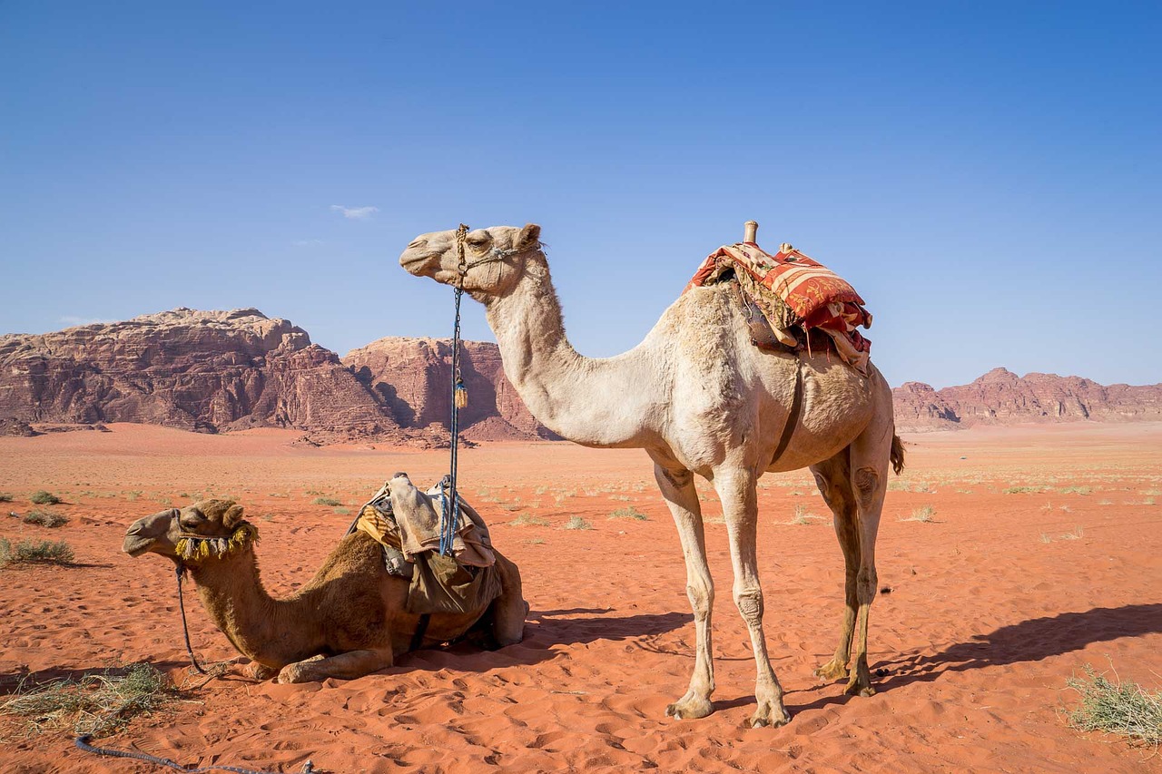 Kameel in Wadi Rum woestijn