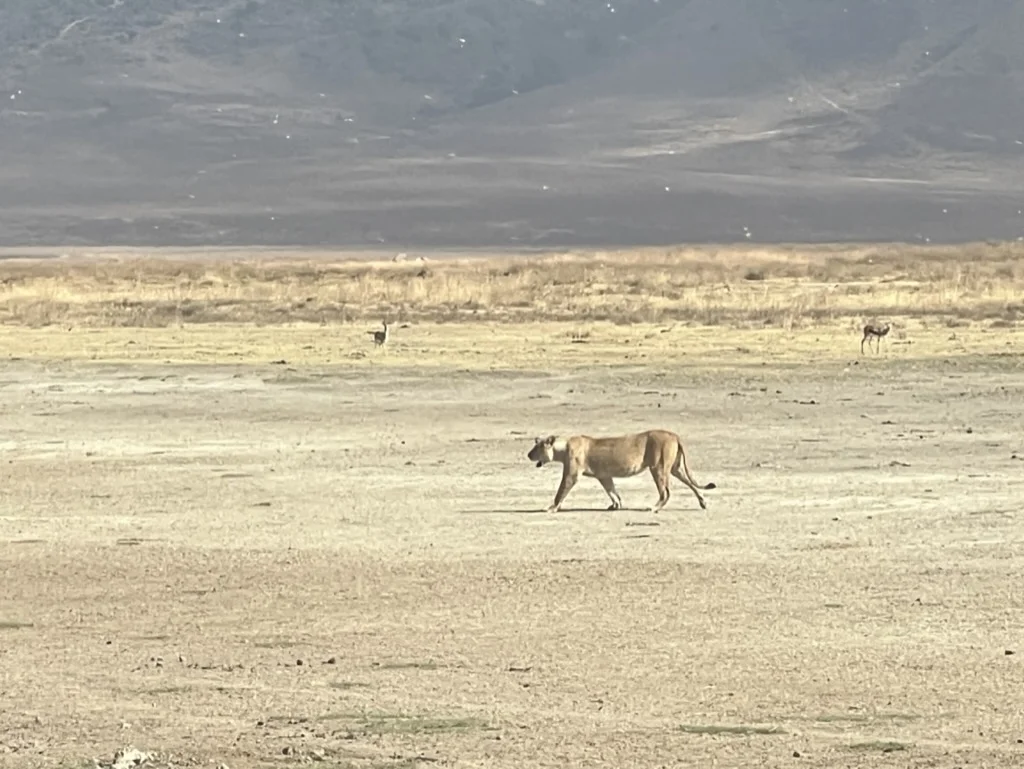 Leeuw Ngorongorokrater Tanzania