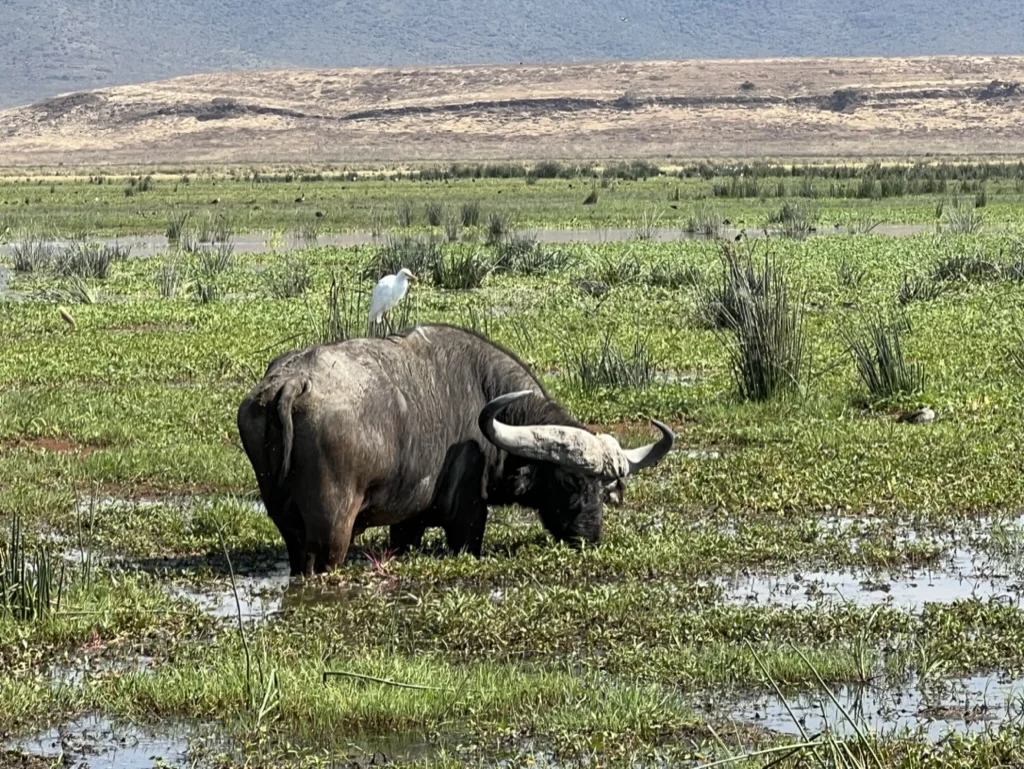Kaapse Buffel Ngrongoro