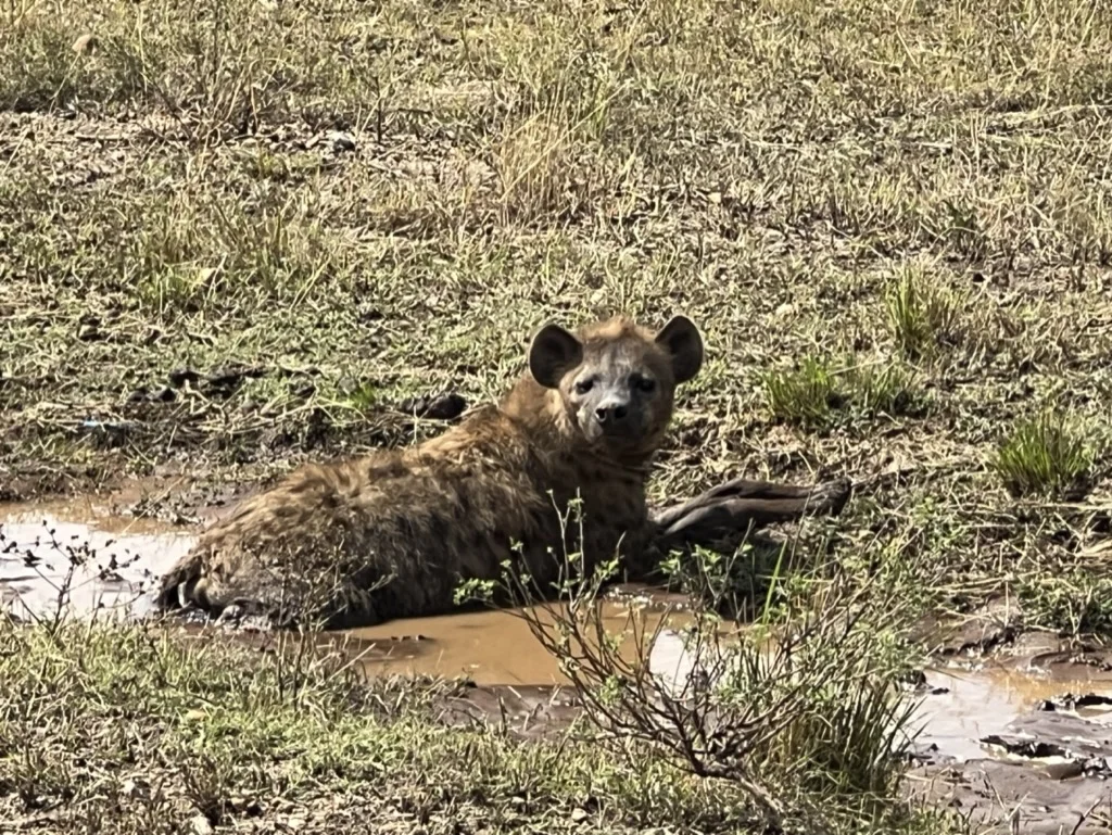 Hyena