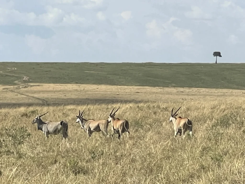 Elandantilopes Masai Mara Kenia
