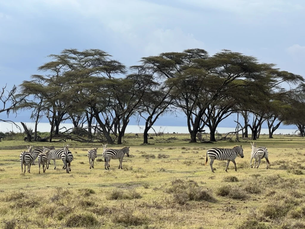 Zebras Crescent Island