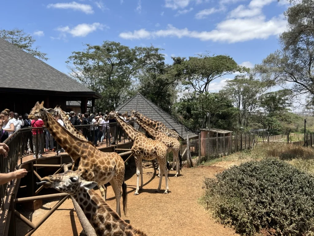 Rothschild Giraffen Kenia