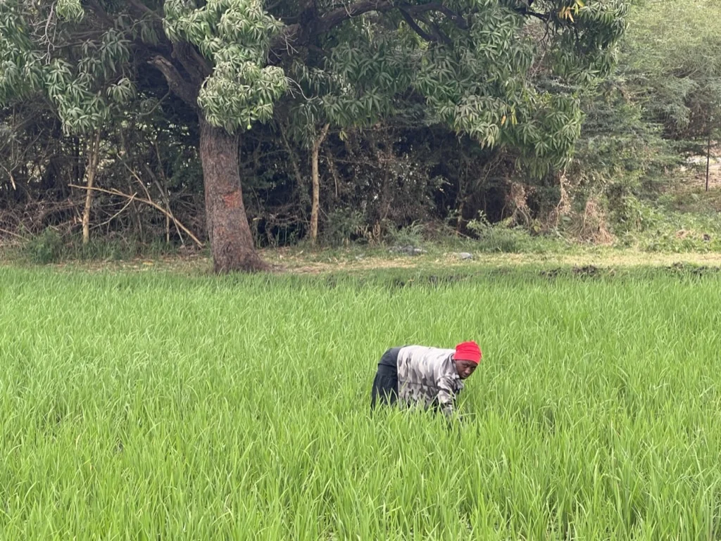 Rijst-Plantage Mto wa Mbu