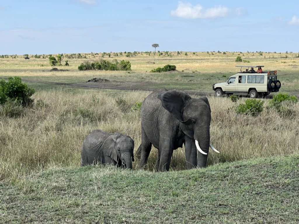 Olifanten in Masai Mara National Park