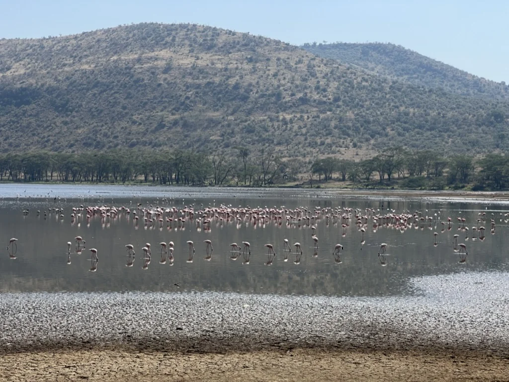 Flamingo's in Lake Nakuru