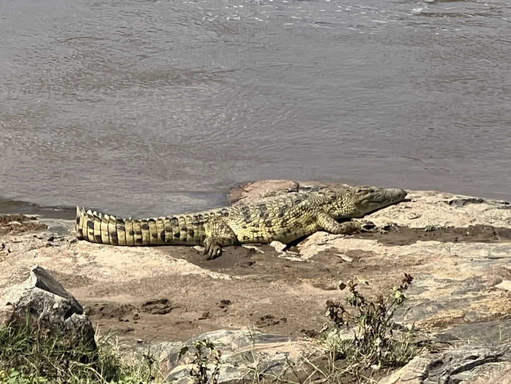 Krokodil rivier Mara 