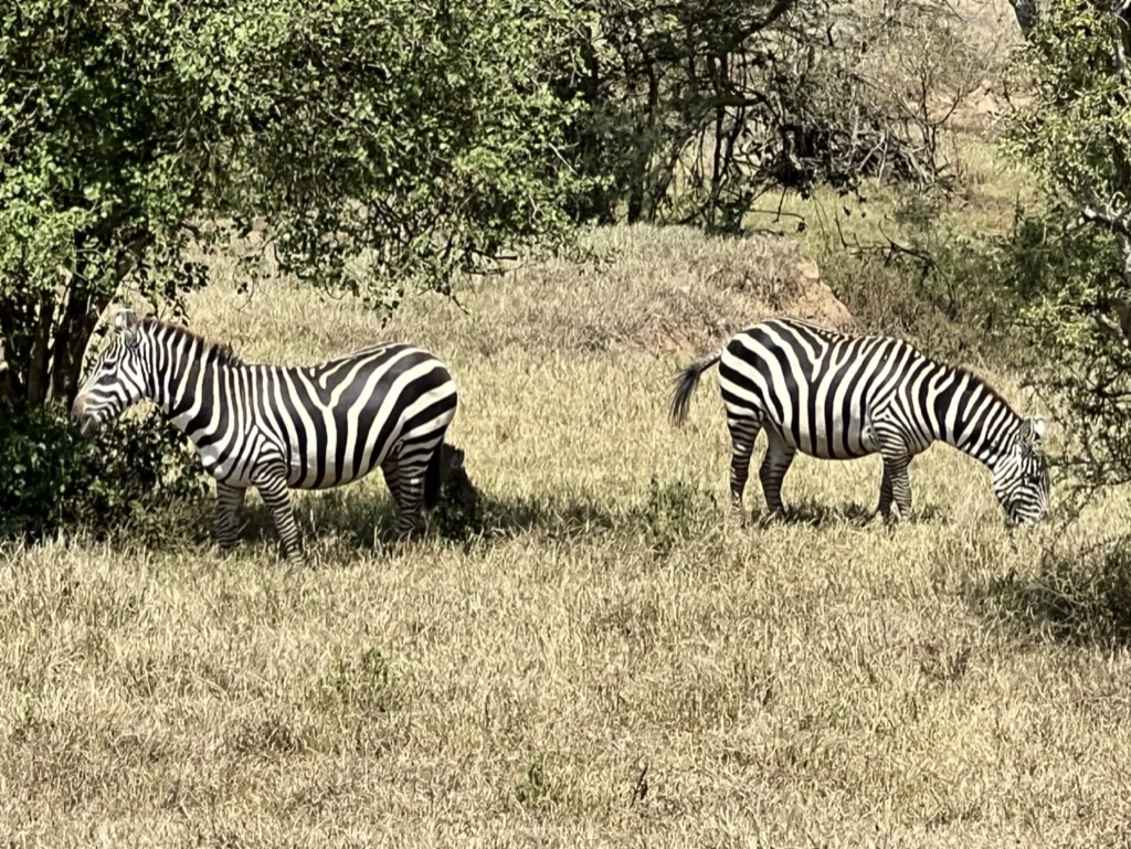 Zebras in Lake Nakuru National Park