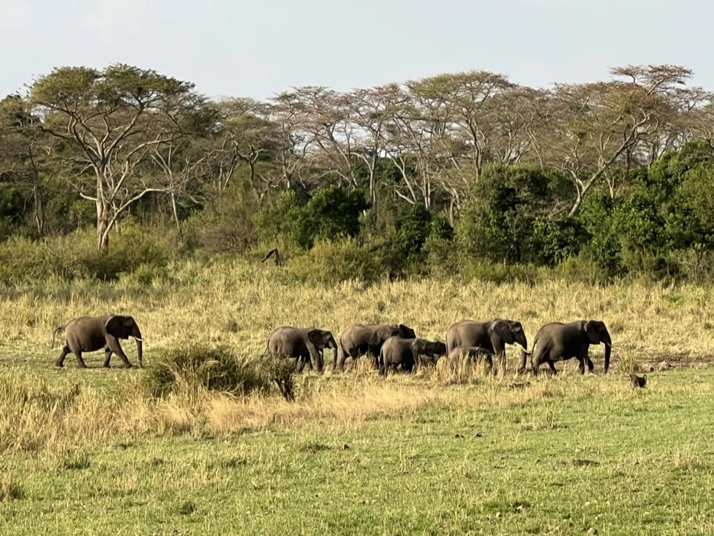 kudde folianten serengeti