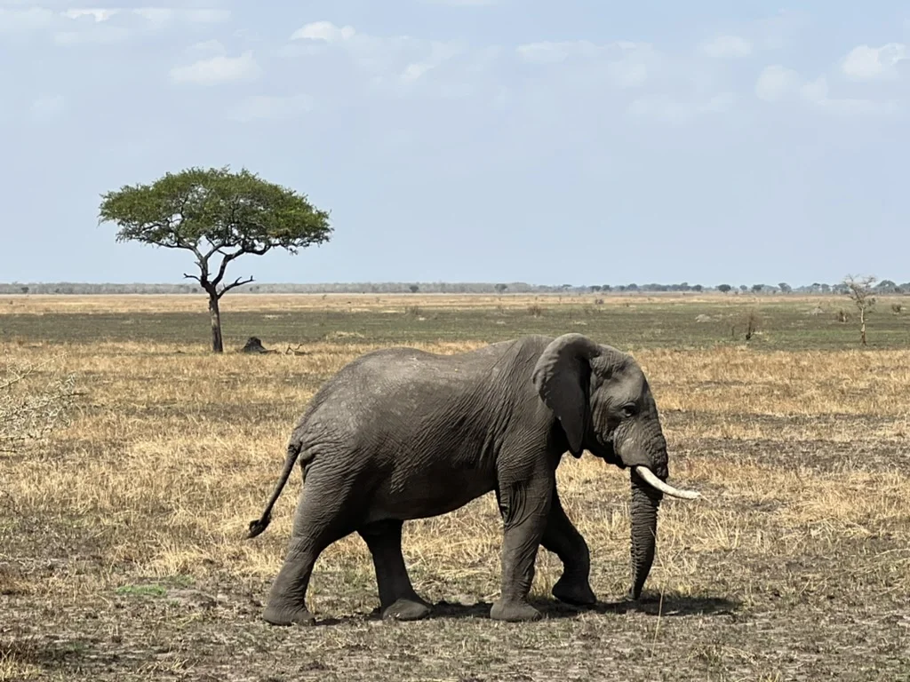 Olifant in de Serengeti