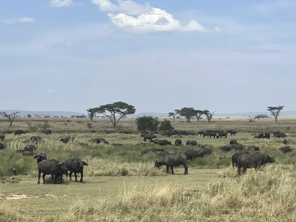 Buffels in de Serengeti