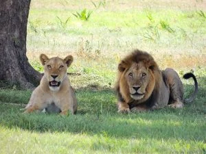 leeuwen in Tanzania