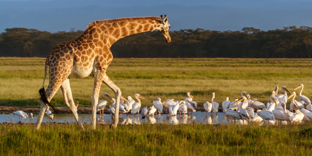 Lake Nakuru National Park Kenia