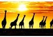 Namibie
