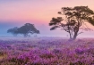 Paarse heide veluwe