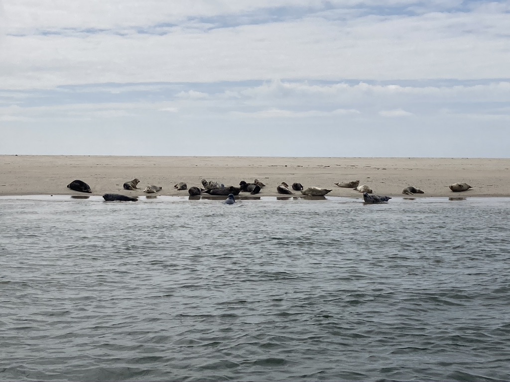 wadden