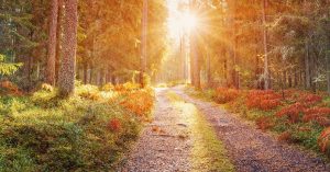 wandeling single weekend bospad