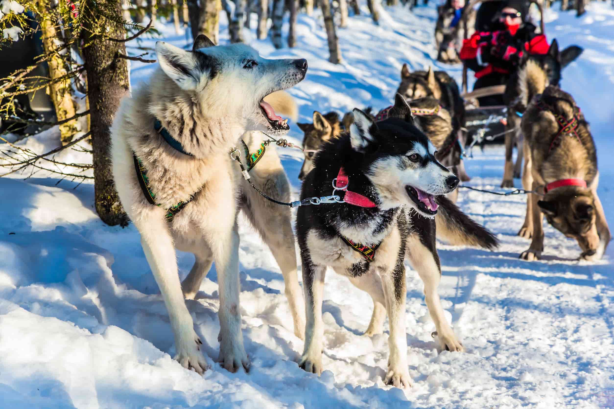 Husky Safari slee