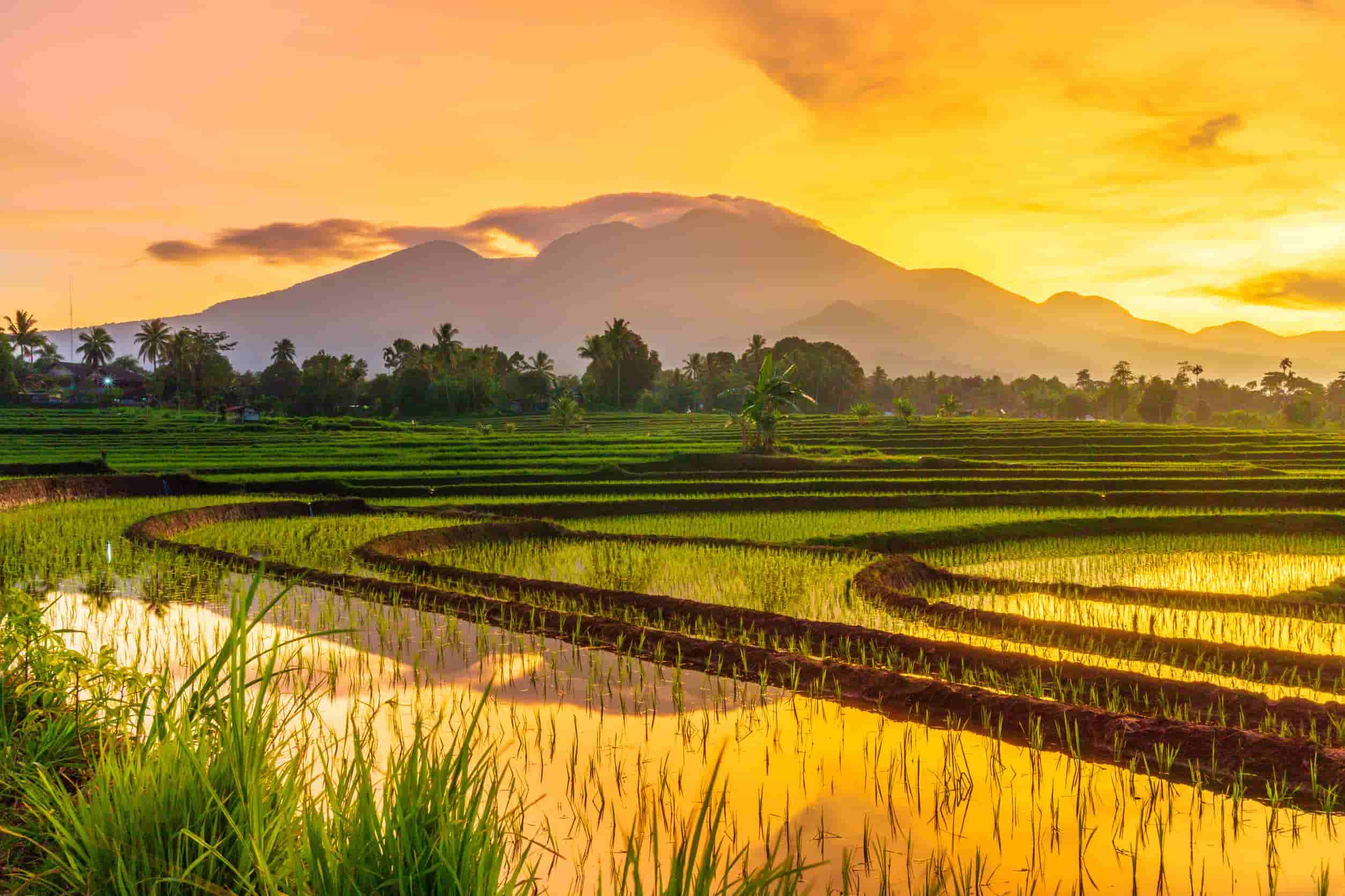 Rijstvelden Indonesië