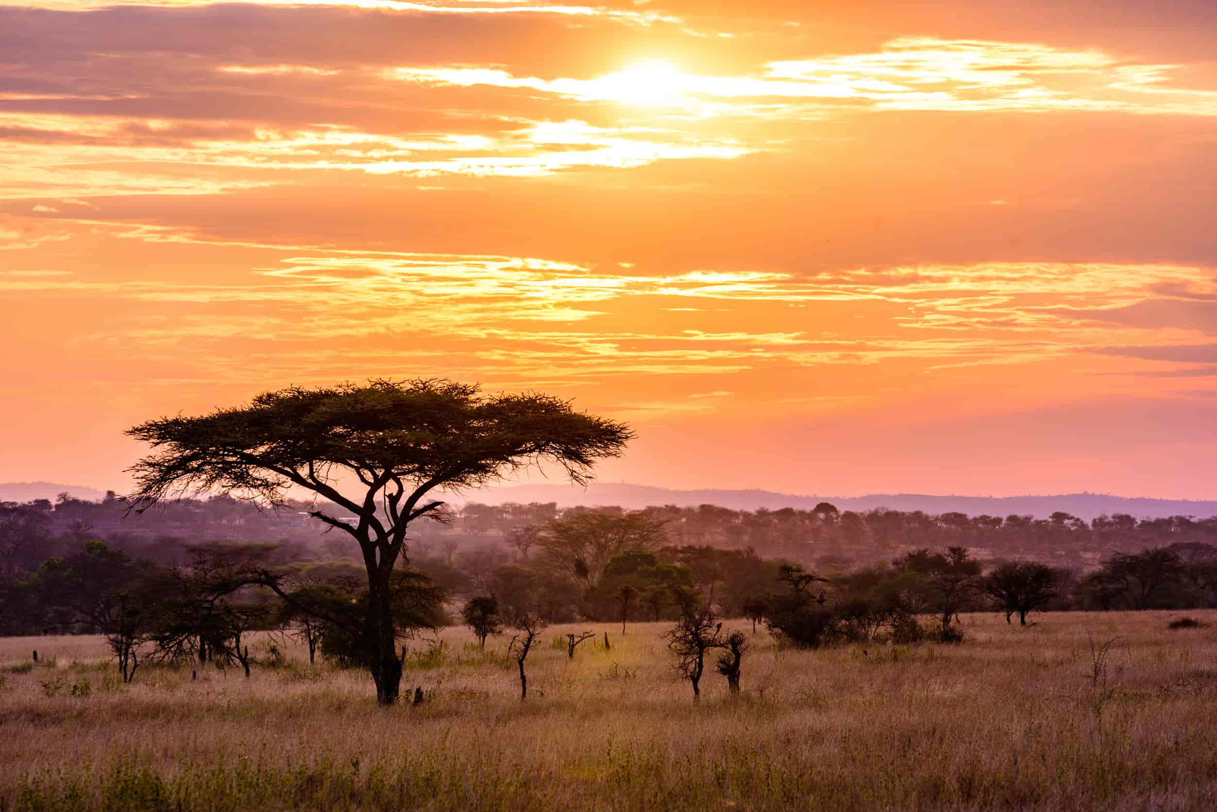 Serengeti zonsondergang