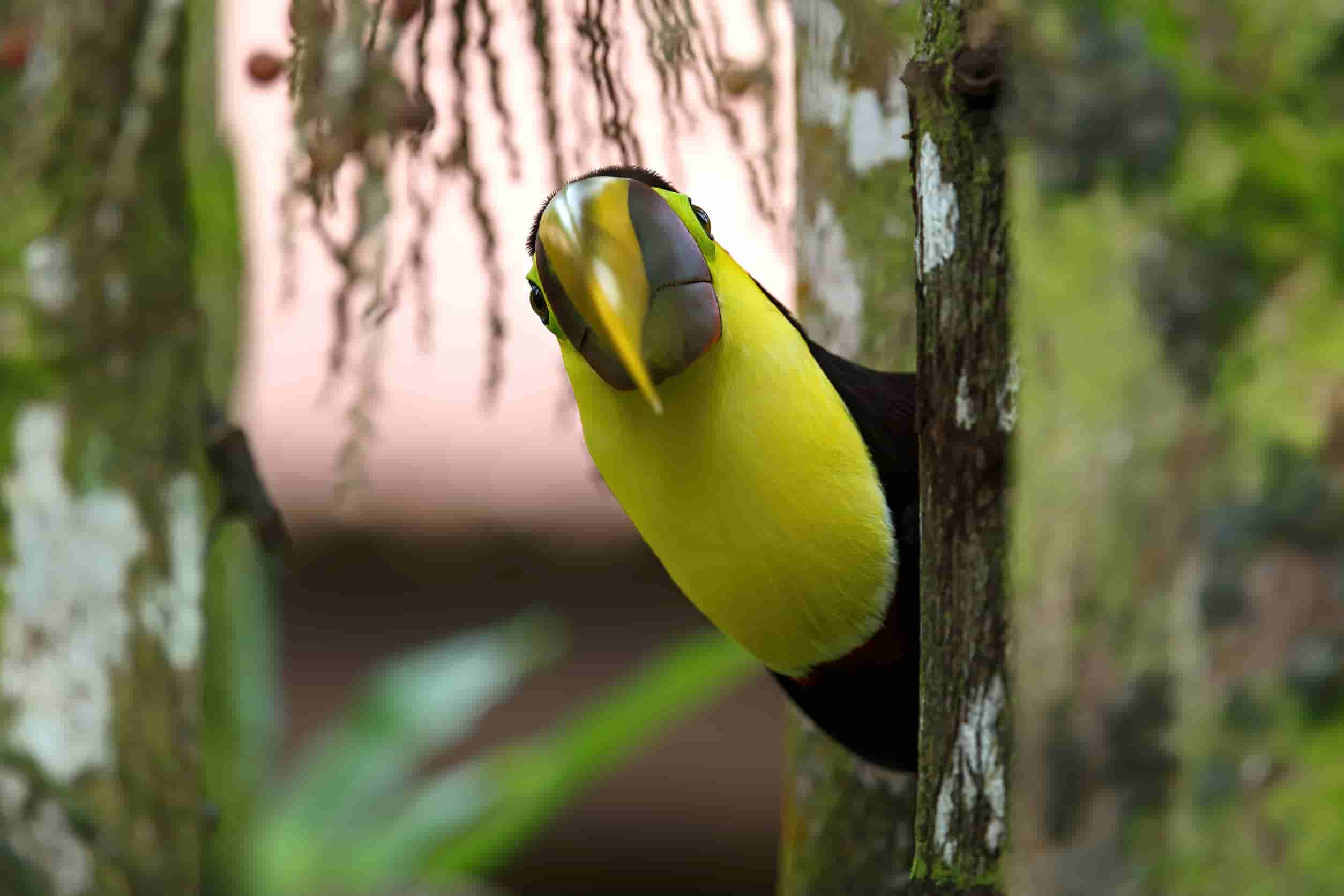 Toekan in Tortuguero National Park