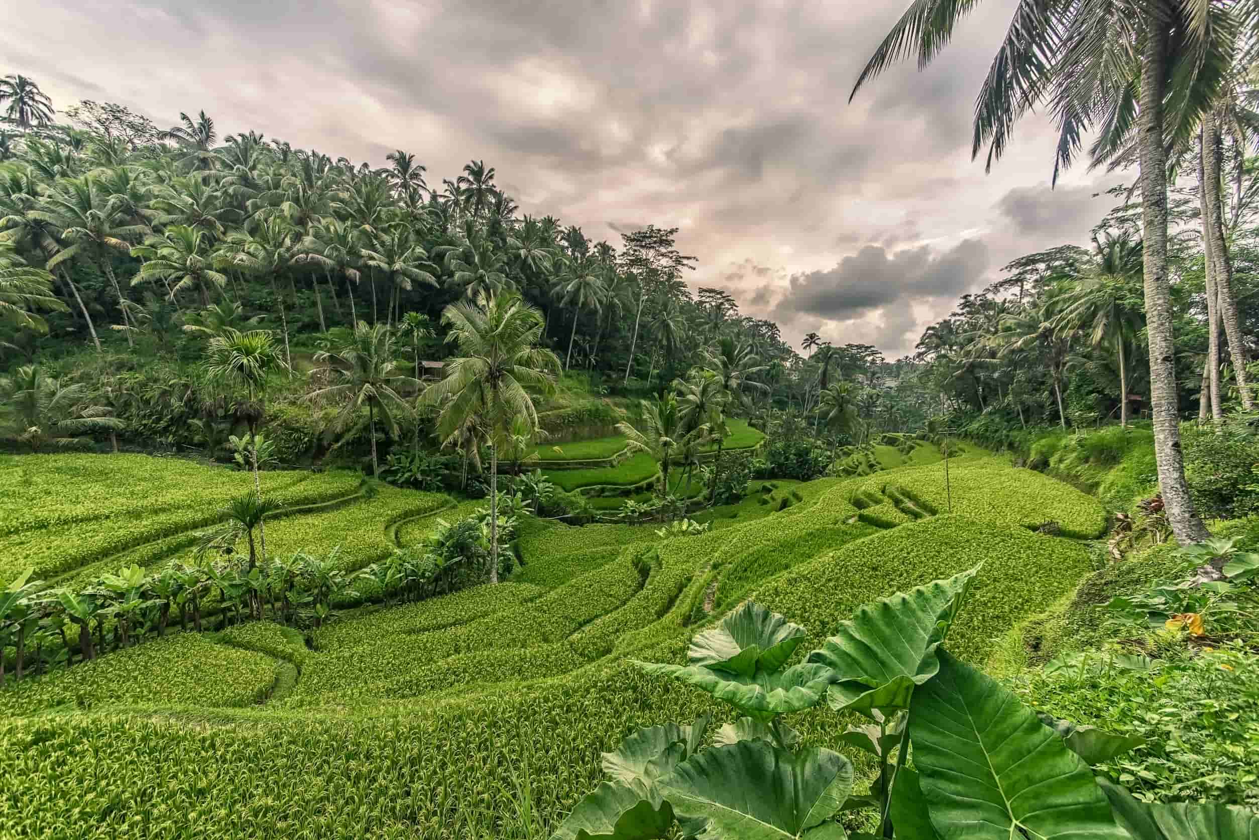 Ubud Bali Rijsvelden