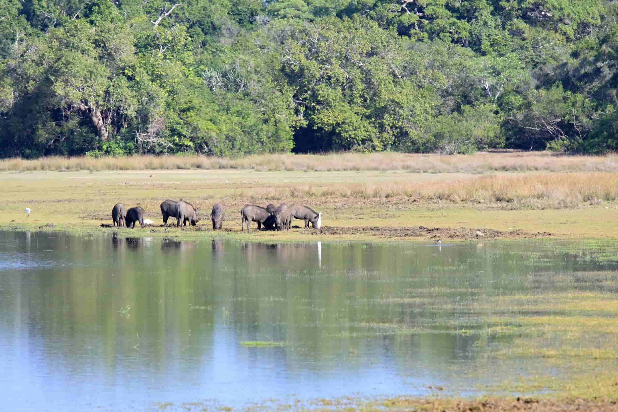 Wilpattu National Park