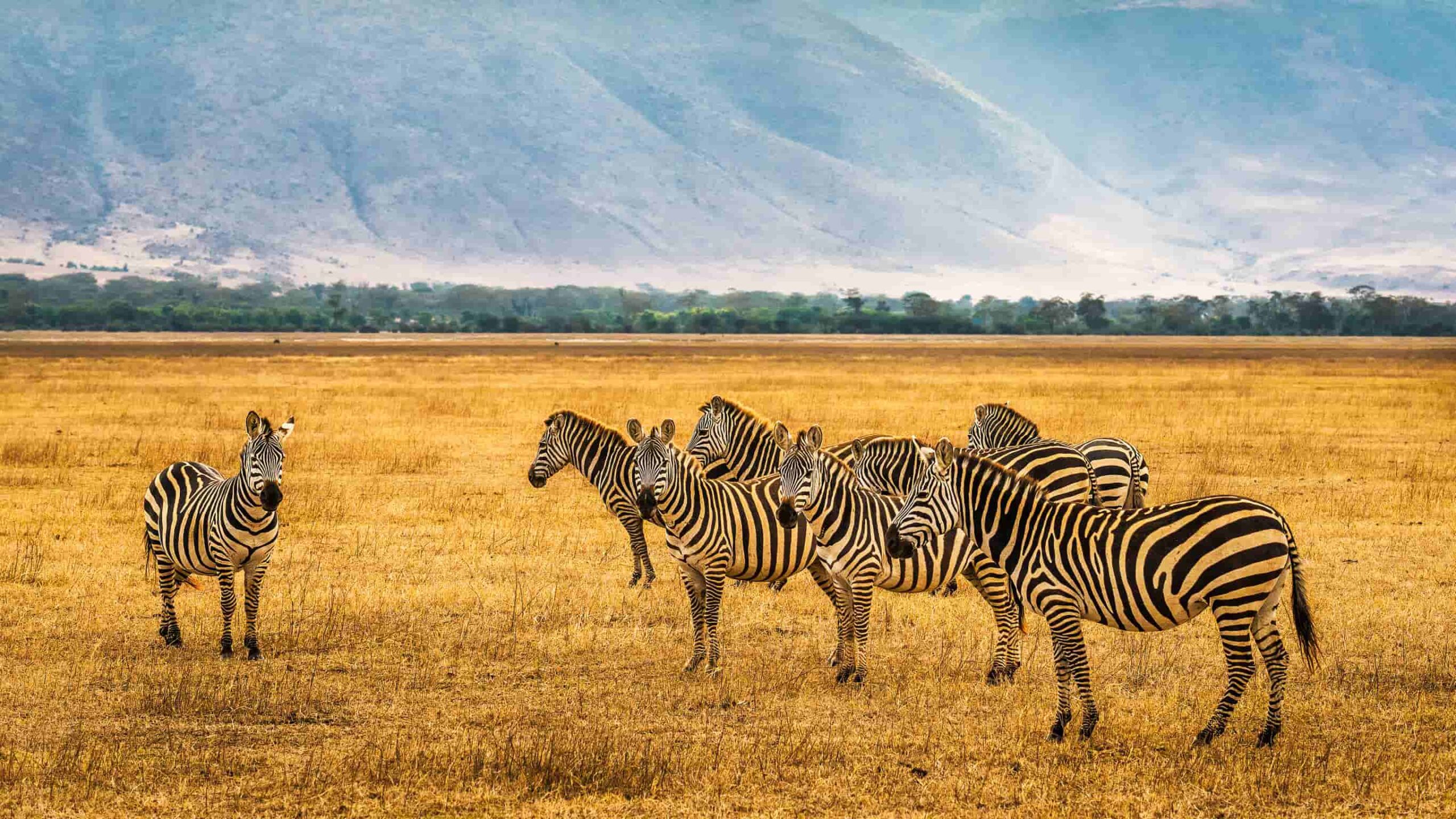 ngorongoro krater zebras