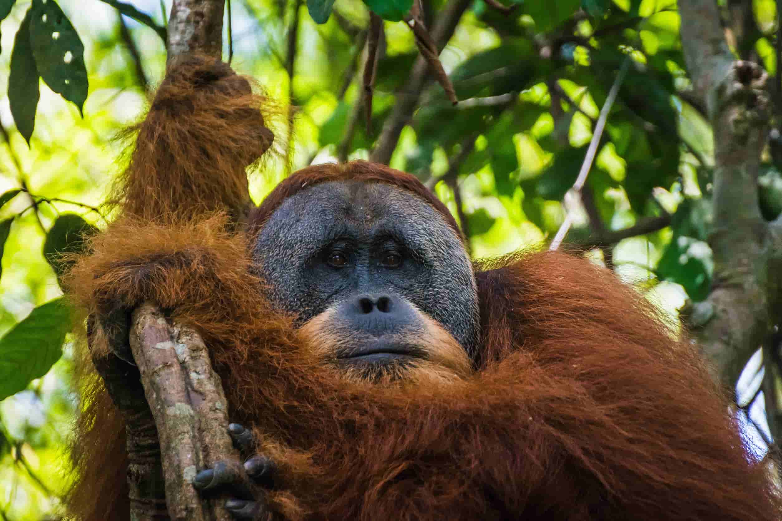 orang utan Sumatra