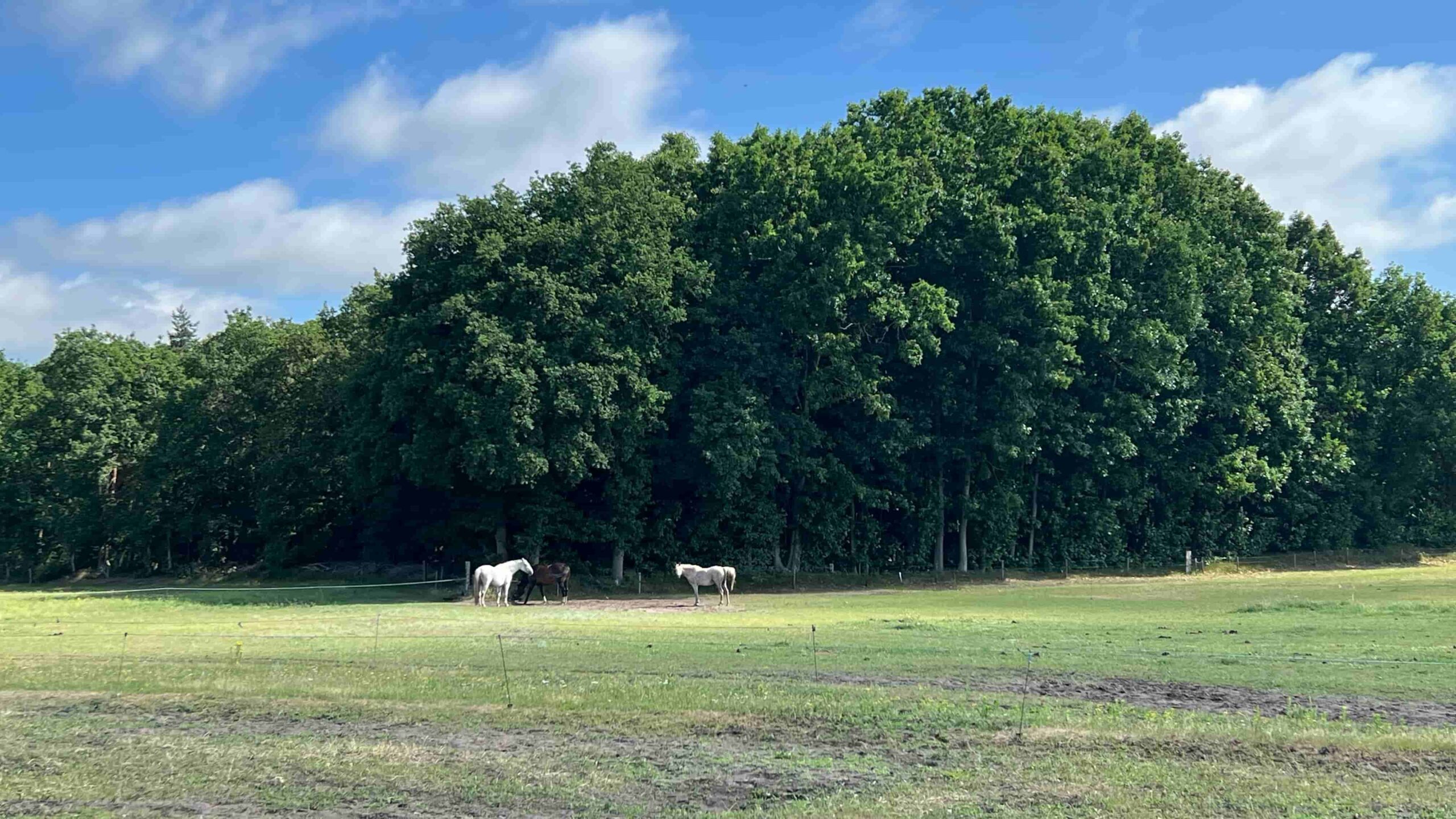 Drunense Duinen
