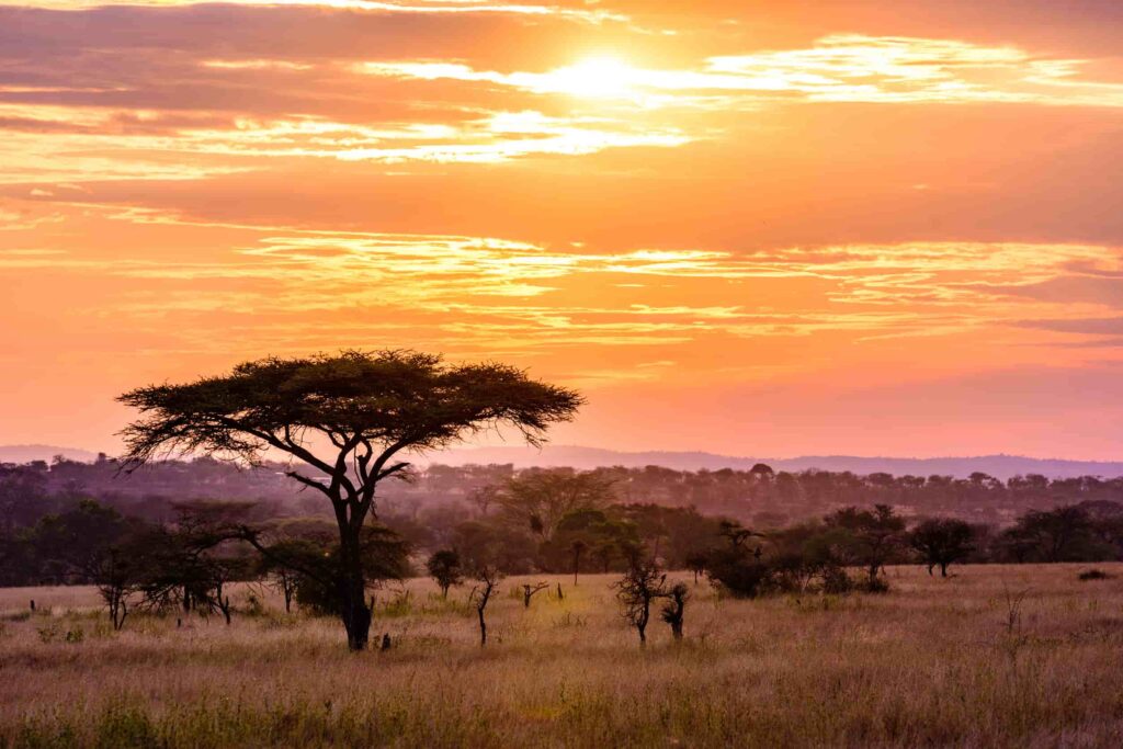Safari in Serengeti van Tanzania
