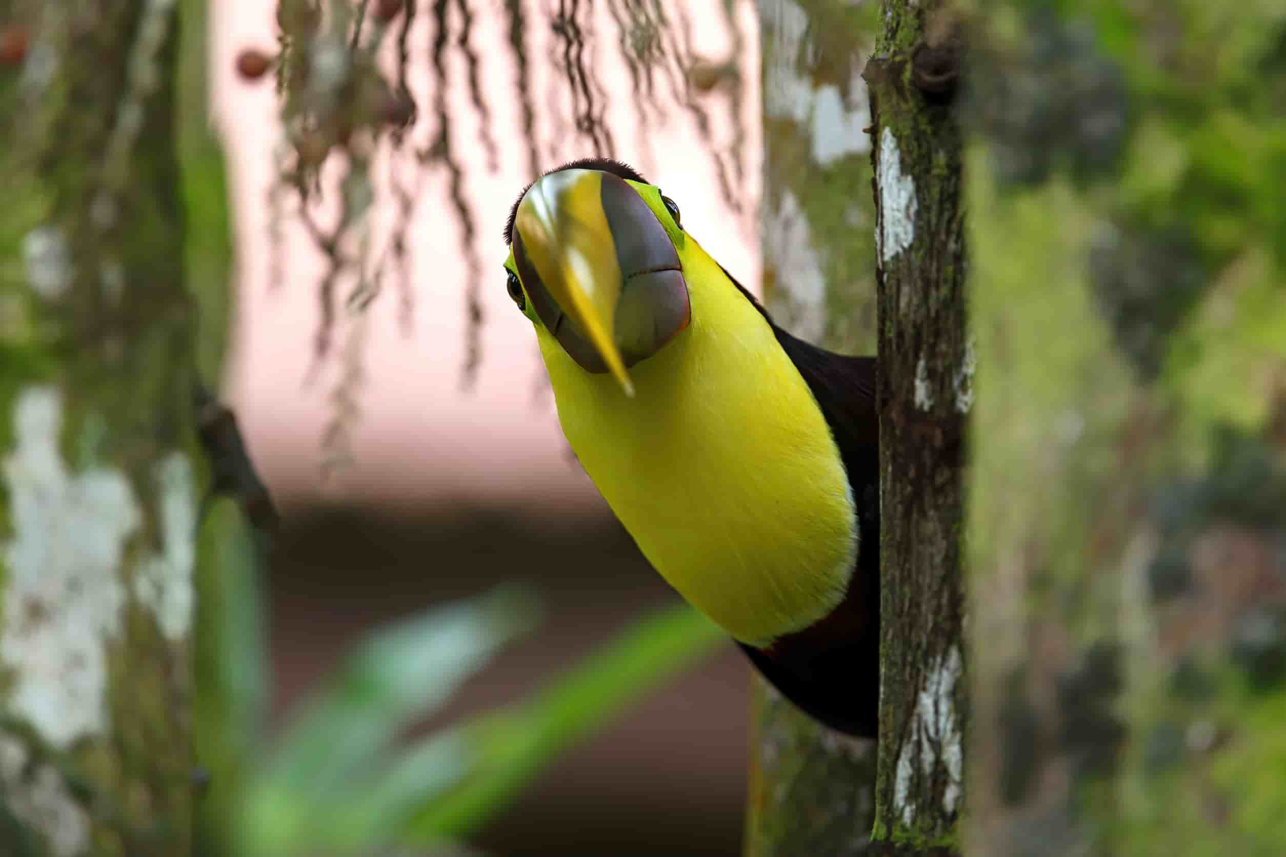 Toekan in Tortuguero National Park Costa Rica